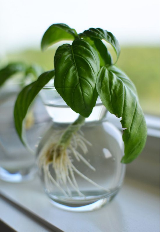 Pestovanie bazalky Basil