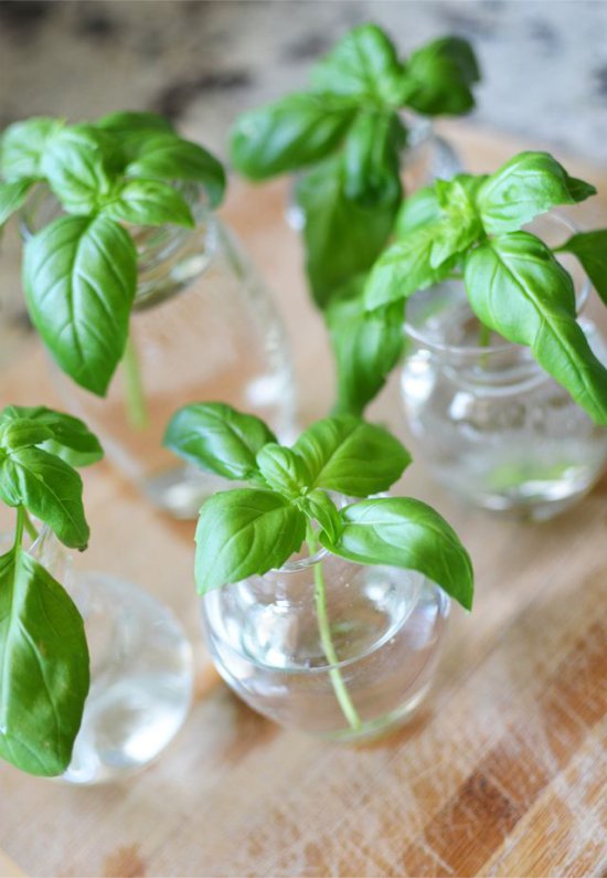 Pestovanie bazalky Basil